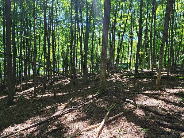34 Acres of Recreational & Residential Land for Sale in Otselic, New York