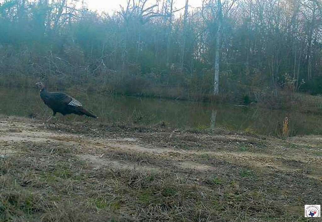 43.9 Acres of Recreational Land for Sale in Mount Vernon, Texas