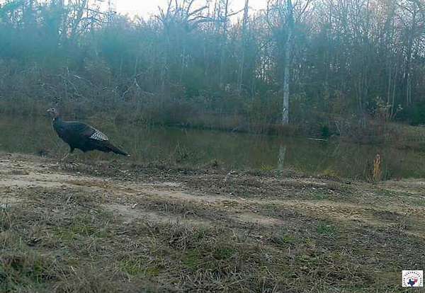 43.9 Acres of Recreational Land for Sale in Mount Vernon, Texas