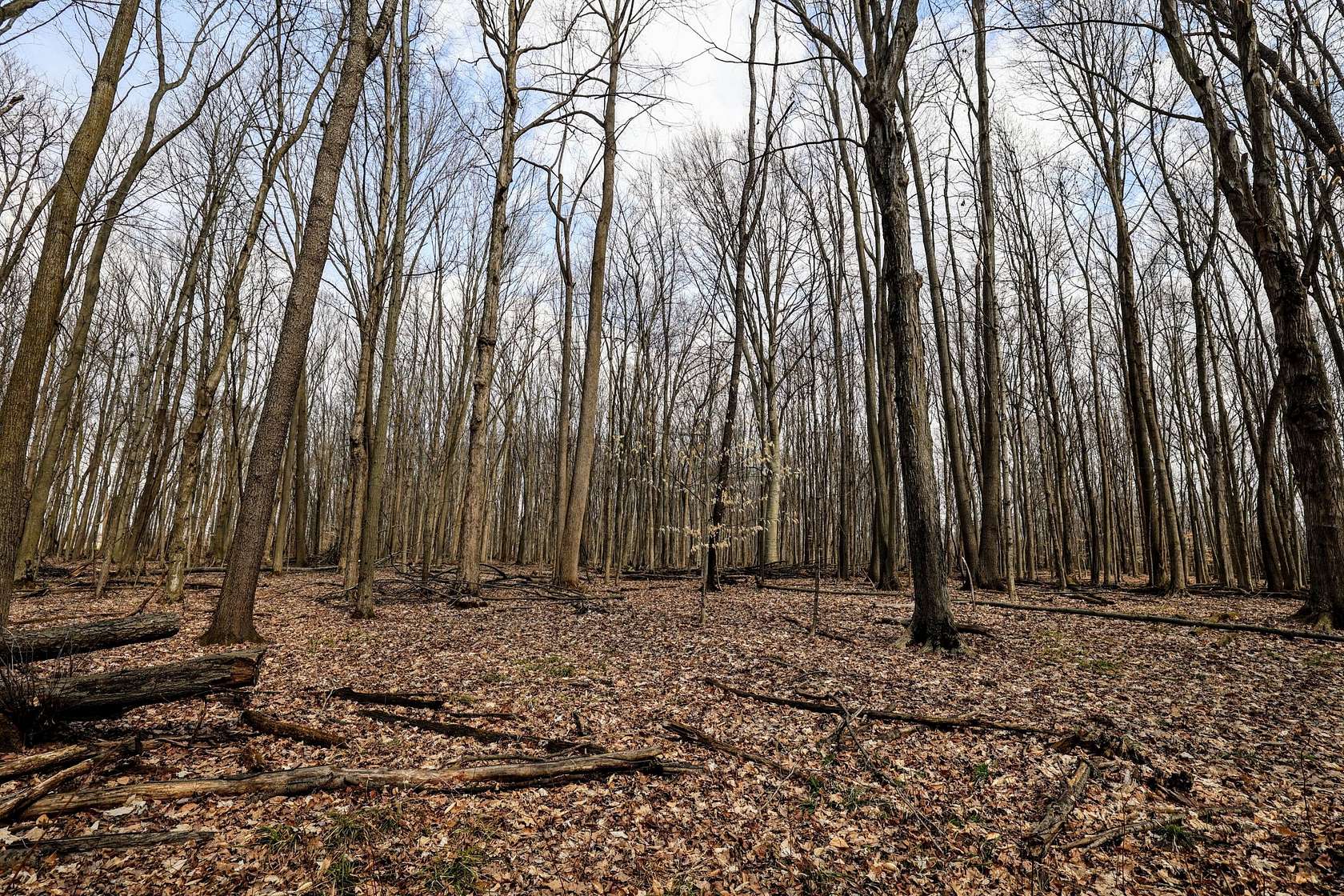 23 Acres of Recreational & Residential Land for Sale in Bloomingdale, Michigan
