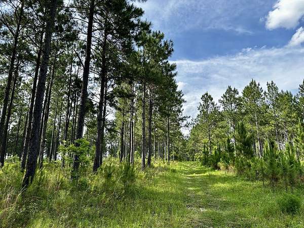 36 Acres of Recreational & Residential Land for Sale in McRae, Georgia