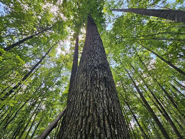 13 Acres of Recreational & Residential Land for Sale in Detroit, Alabama