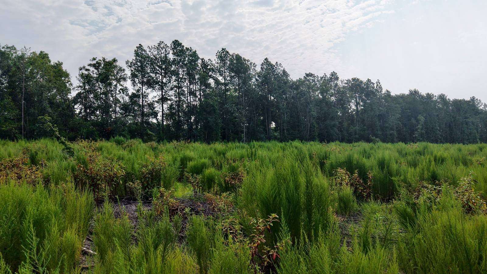 5 Acres of Residential Land for Sale in St. Matthews, South Carolina