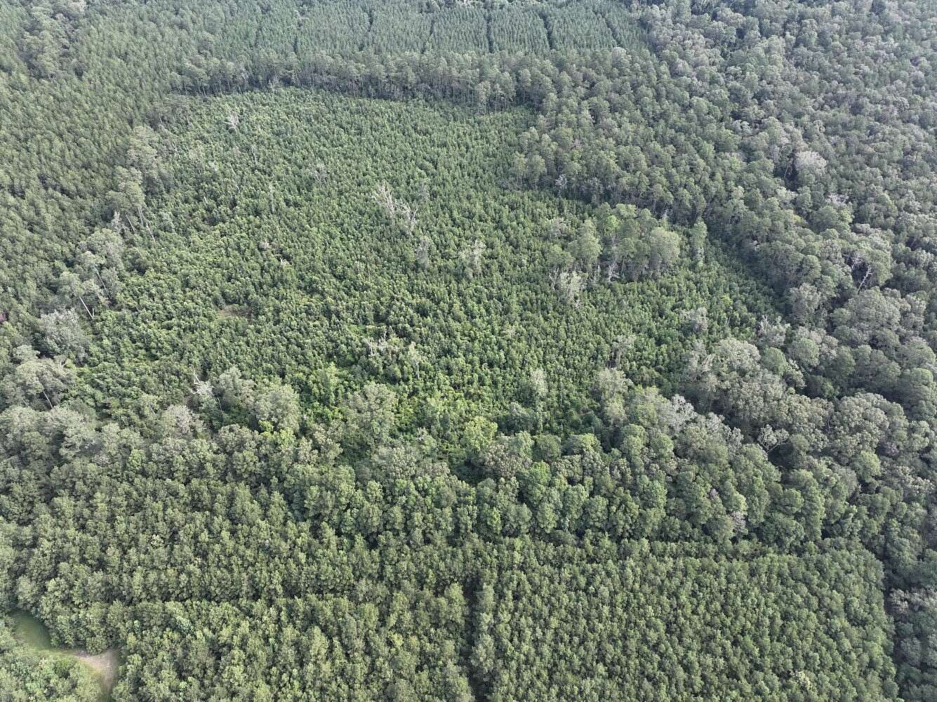 50 Acres of Recreational Land for Sale in Oberlin, Louisiana