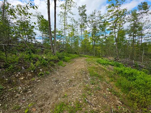 68.6 Acres of Recreational & Residential Land for Sale in Windsor, New York