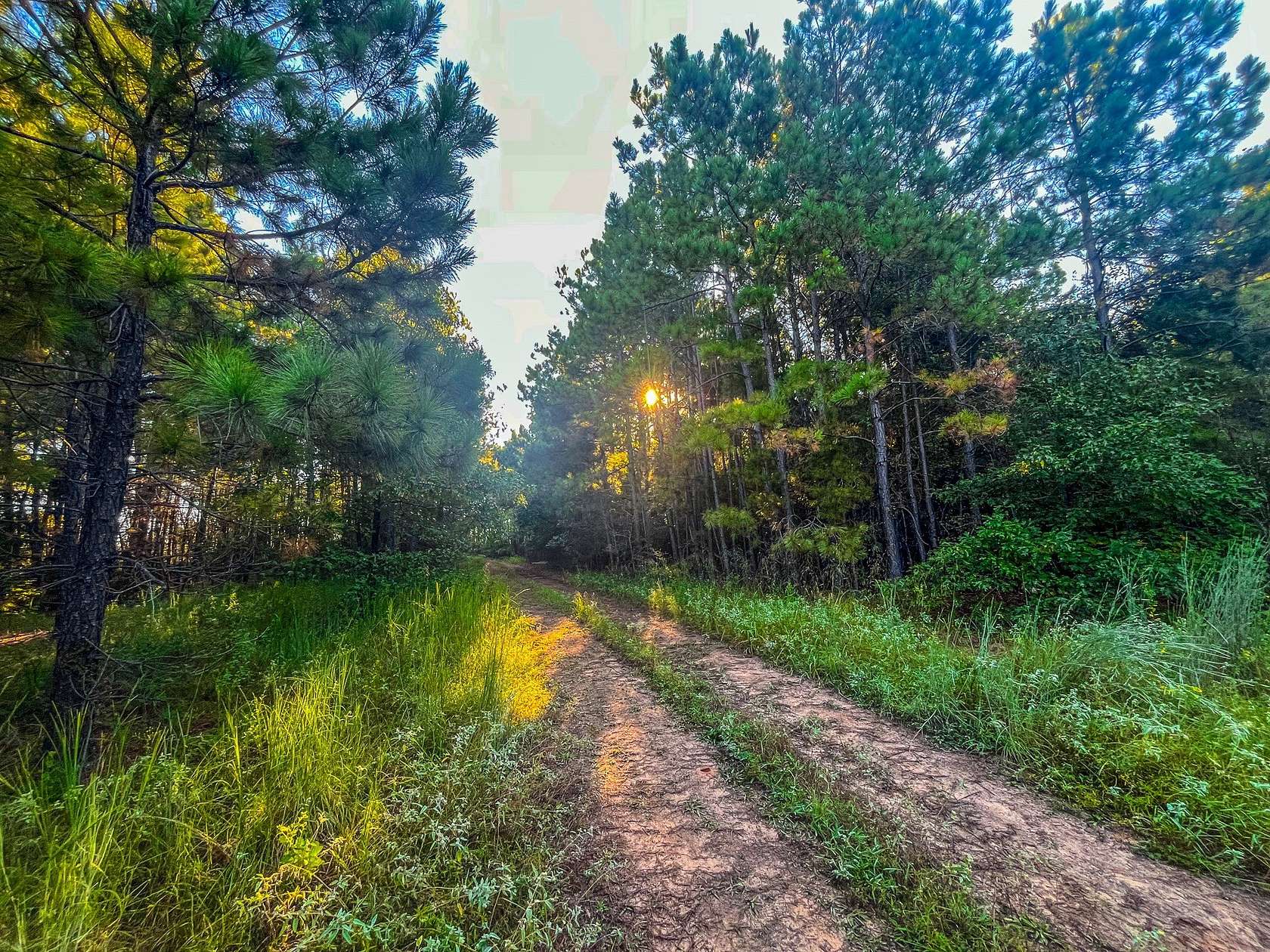 20.1 Acres of Recreational & Residential Land for Sale in Jacksonville, Texas