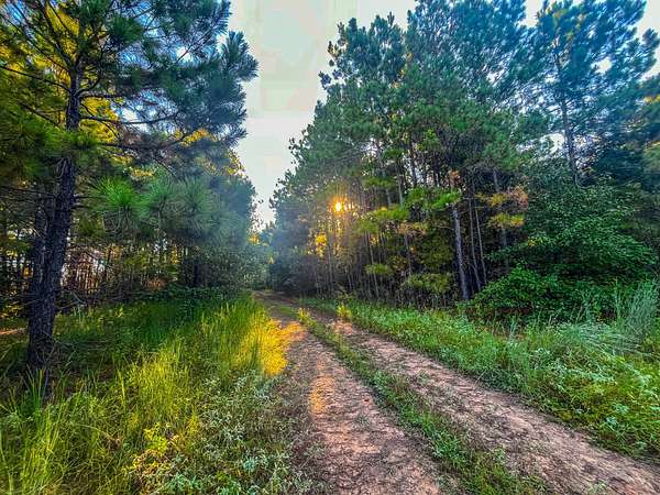 20.1 Acres of Recreational & Residential Land for Sale in Jacksonville, Texas