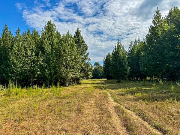 117 Acres of Land for Sale in Jefferson, Texas
