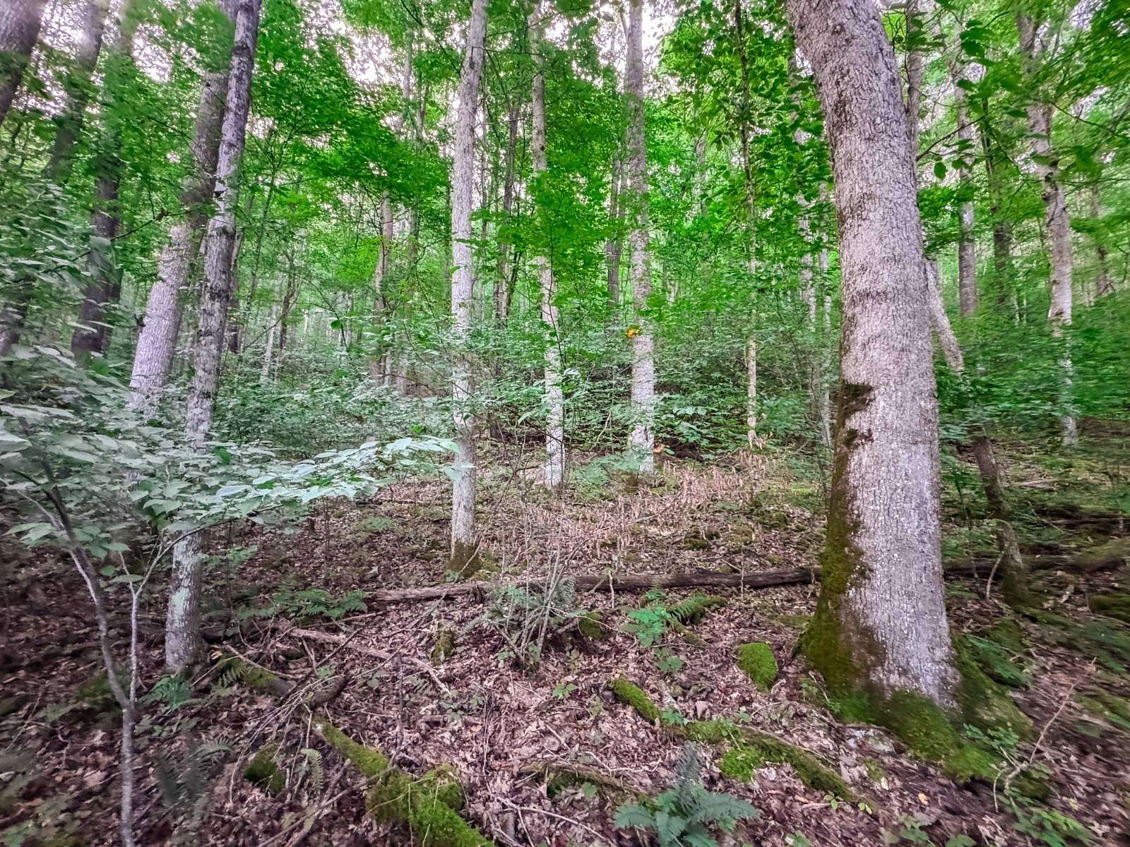 41.6 Acres of Recreational & Residential Land for Sale in Camden on Gauley, West Virginia