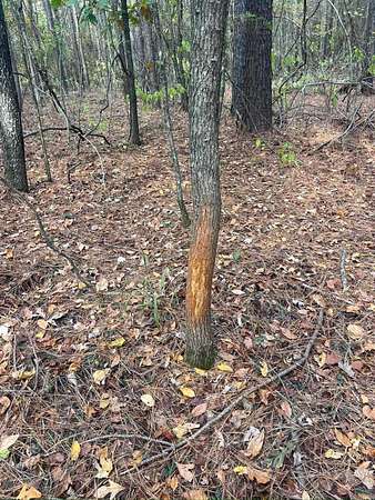 19.3 Acres of Recreational Land for Sale in Saginaw, Arkansas