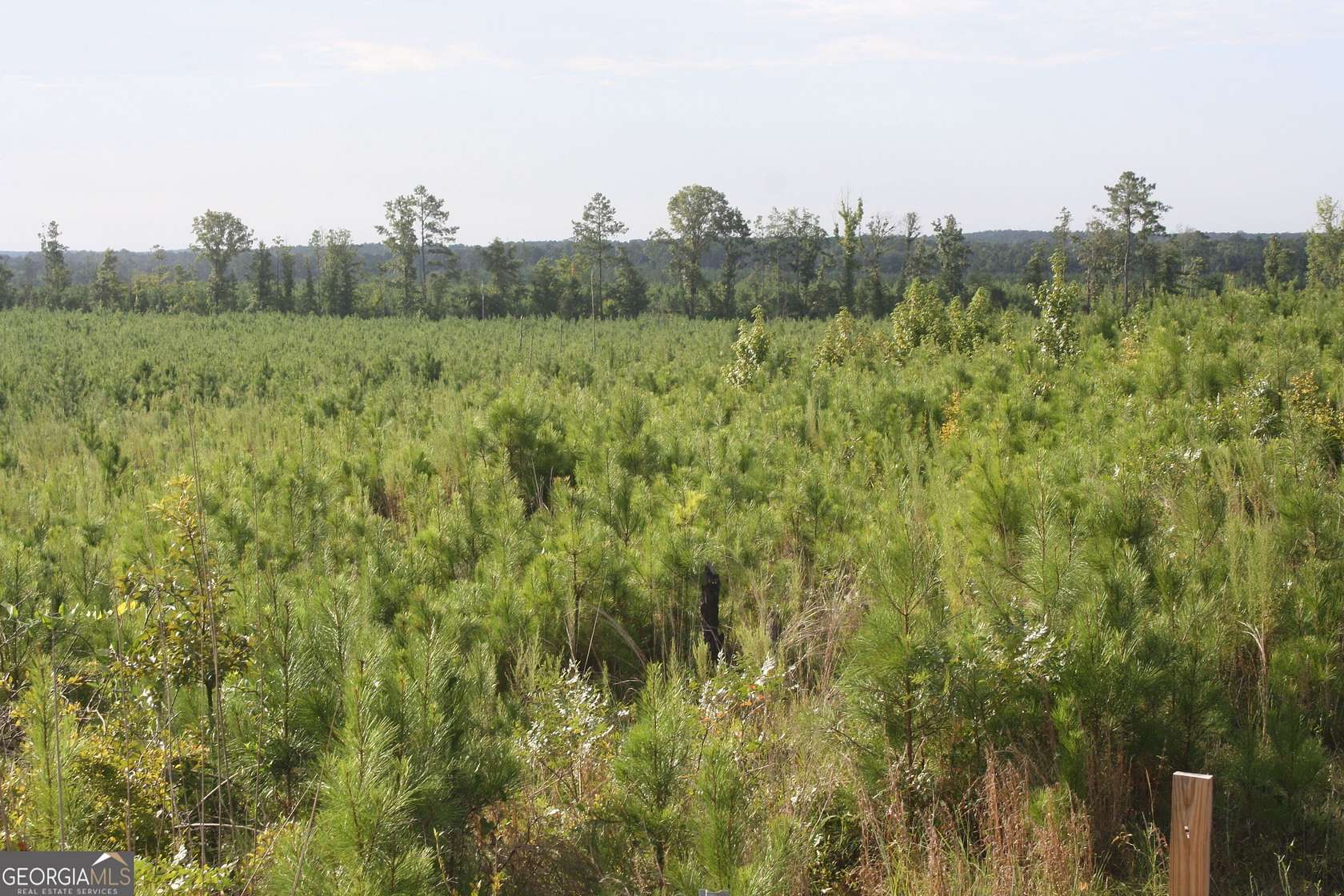 64.3 Acres of Recreational & Residential Land for Sale in Sparta, Georgia