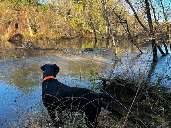 60 Acres of Land for Sale in Tallahassee, Florida