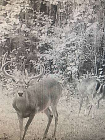 263 Acres of Recreational Land for Sale in Symsonia, Kentucky
