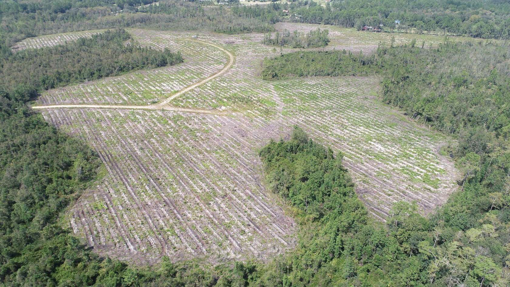 186 Acres of Recreational Land for Sale in Gumbranch, Georgia