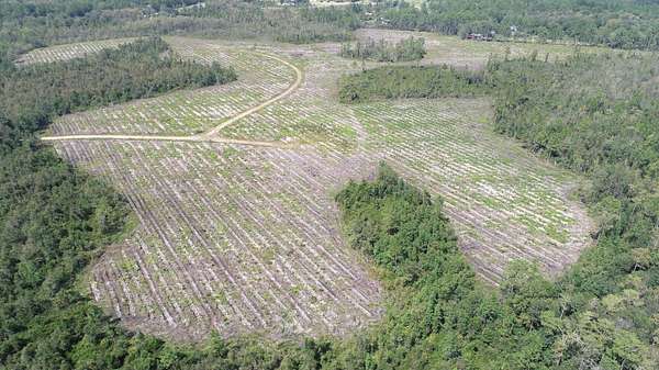 186 Acres of Recreational Land for Sale in Gumbranch, Georgia