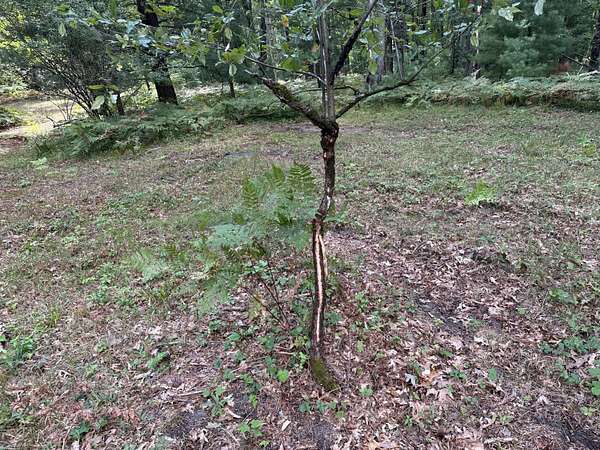 20 Acres of Recreational & Residential Land for Sale in Bitely, Michigan