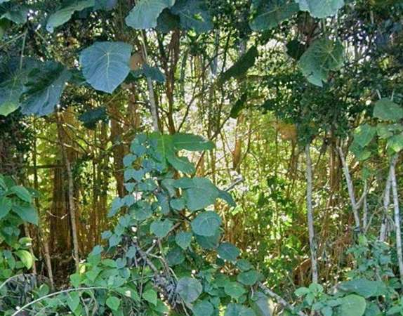 0.2 Acres of Residential Land for Sale in Pahoa, Hawaii