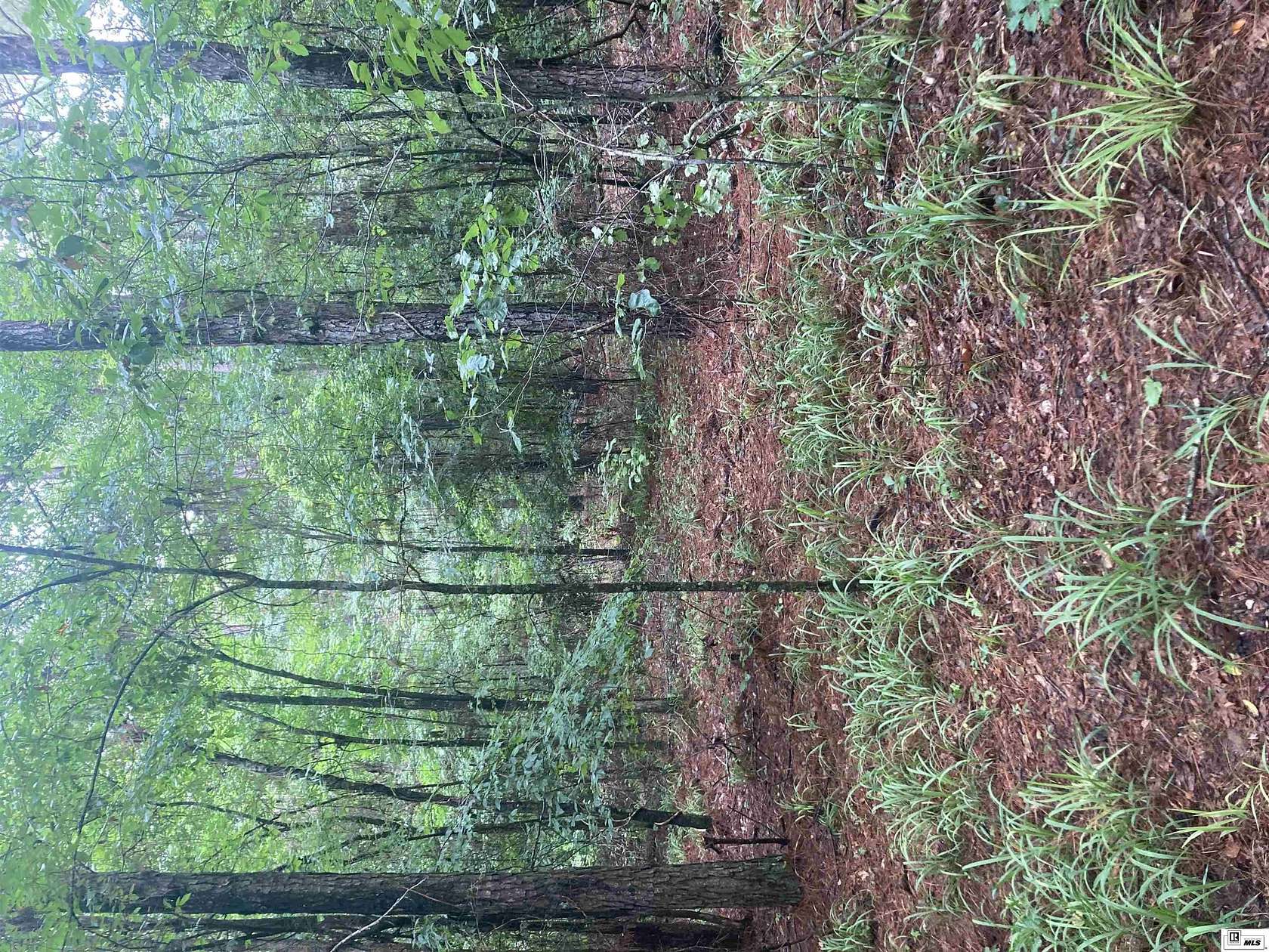 61 Acres of Recreational & Residential Land for Sale in Athens, Louisiana