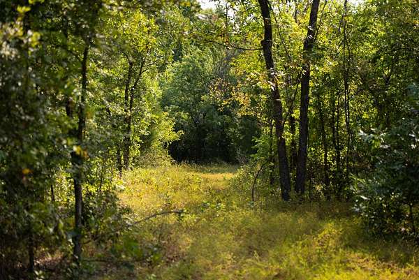280 Acres of Recreational & Residential Land for Sale in Wilson, Oklahoma