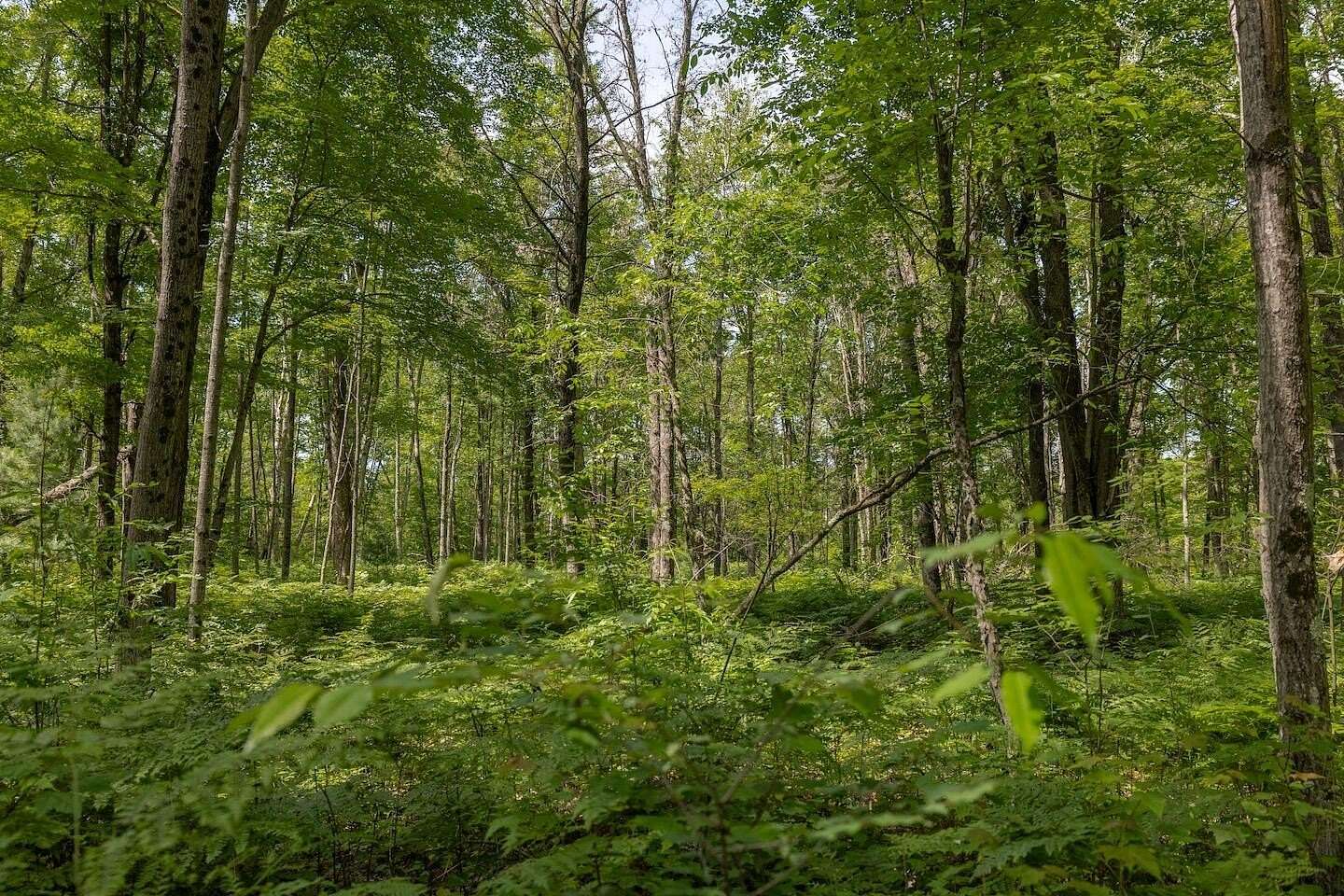 80 Acres of Recreational Land for Sale in Bitely, Michigan