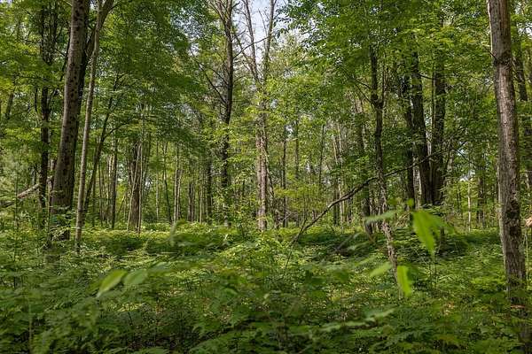 80 Acres of Recreational Land for Sale in Bitely, Michigan