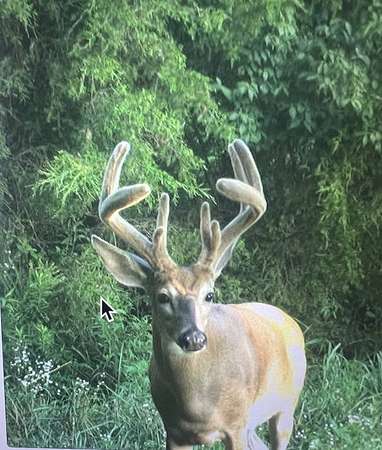 206 Acres of Recreational Land for Sale in Princeton, Kentucky