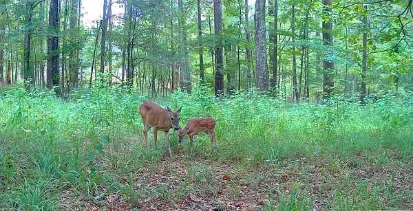 20 Acres of Recreational & Residential Land for Sale in Brandon, Mississippi