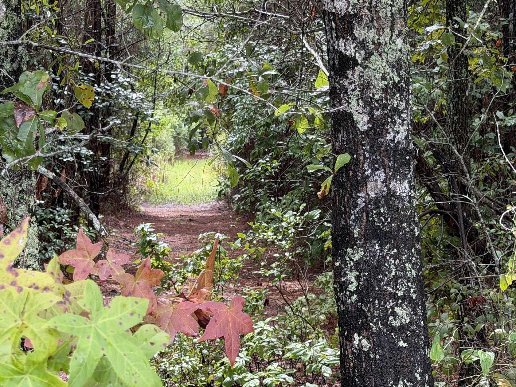8.22 Acres of Residential Land for Sale in Ridgeville, South Carolina