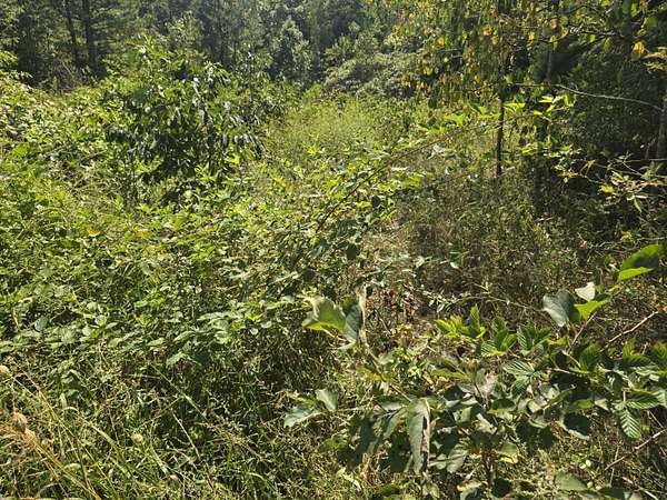 5 Acres of Agricultural Land for Sale in Licking, Missouri