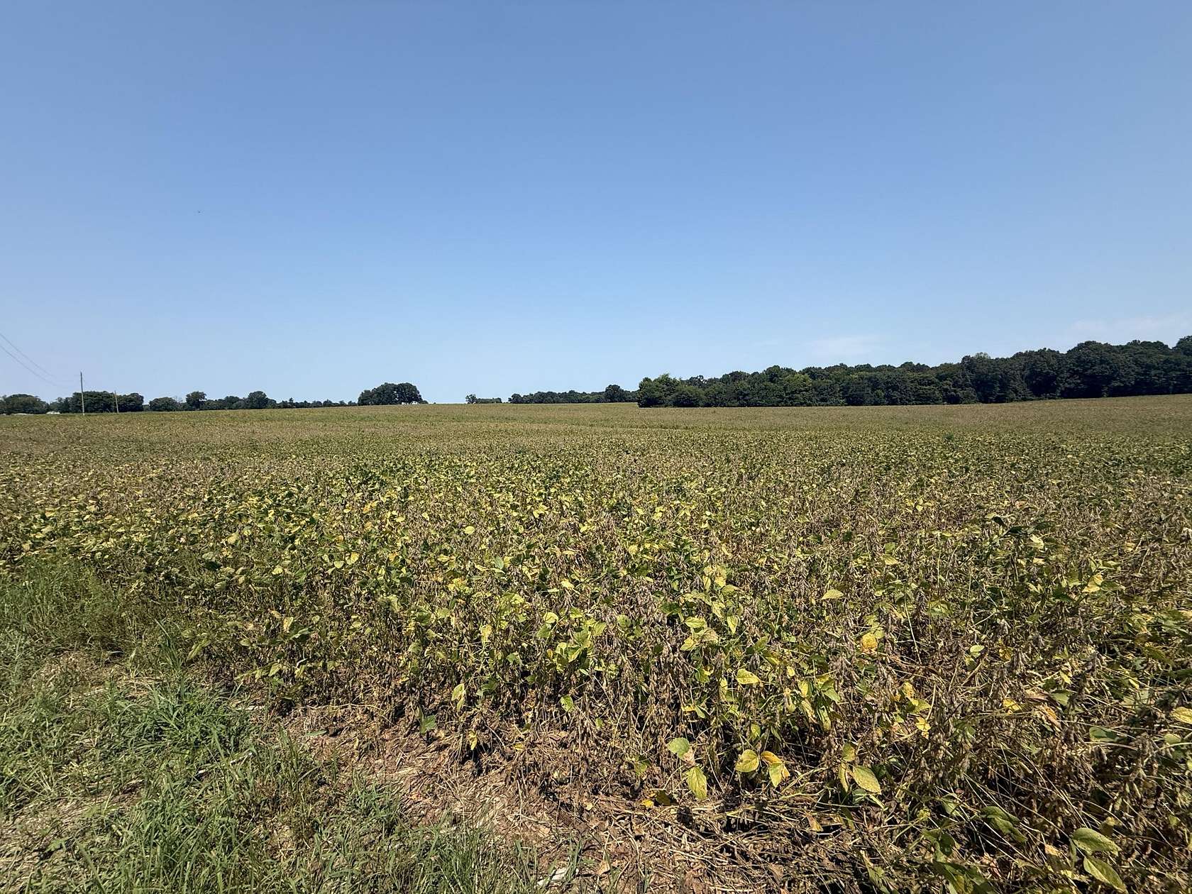 13 Acres of Land for Sale in Dexter, Kentucky
