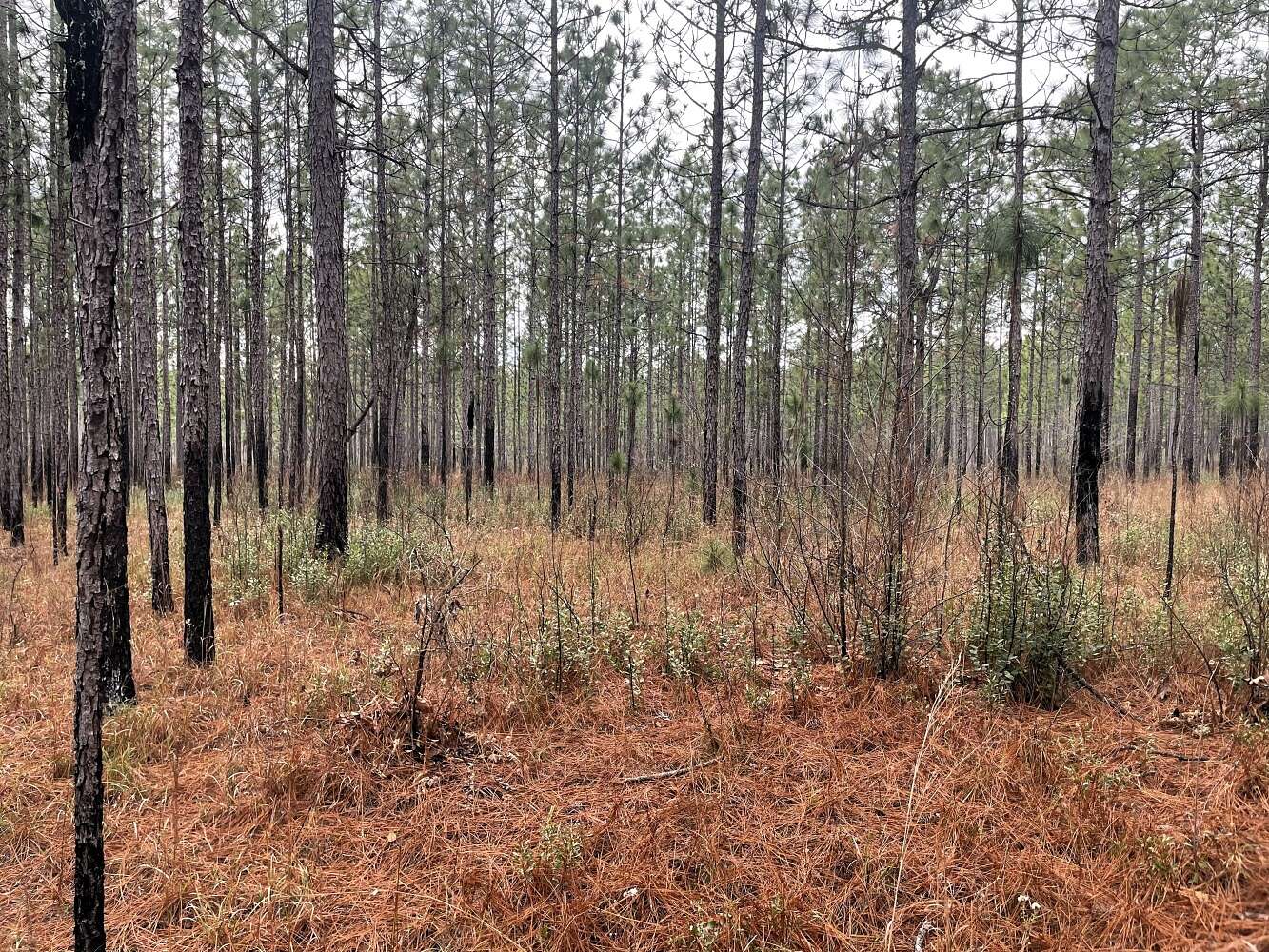 60 Acres of Recreational & Residential Land for Sale in Perdido, Alabama