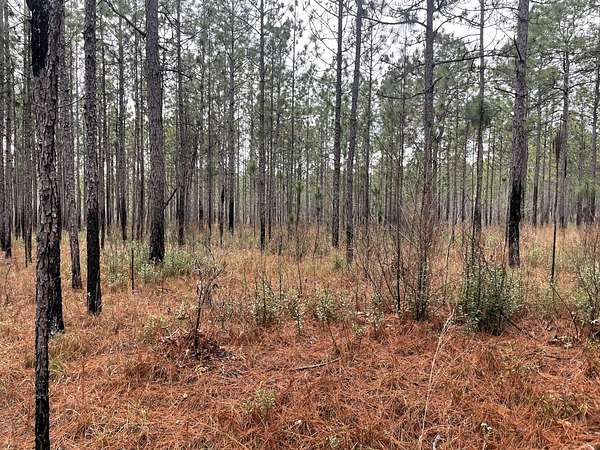 60 Acres of Recreational & Residential Land for Sale in Perdido, Alabama
