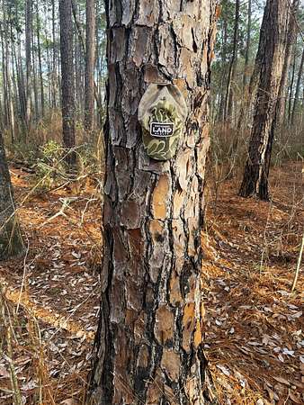 150 Acres of Recreational & Residential Land for Sale in Perdido, Alabama