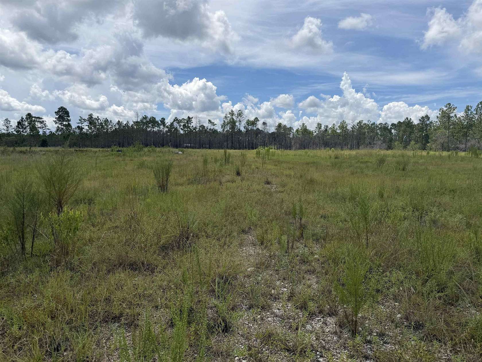 12.8 Acres of Land for Sale in Sumatra, Florida