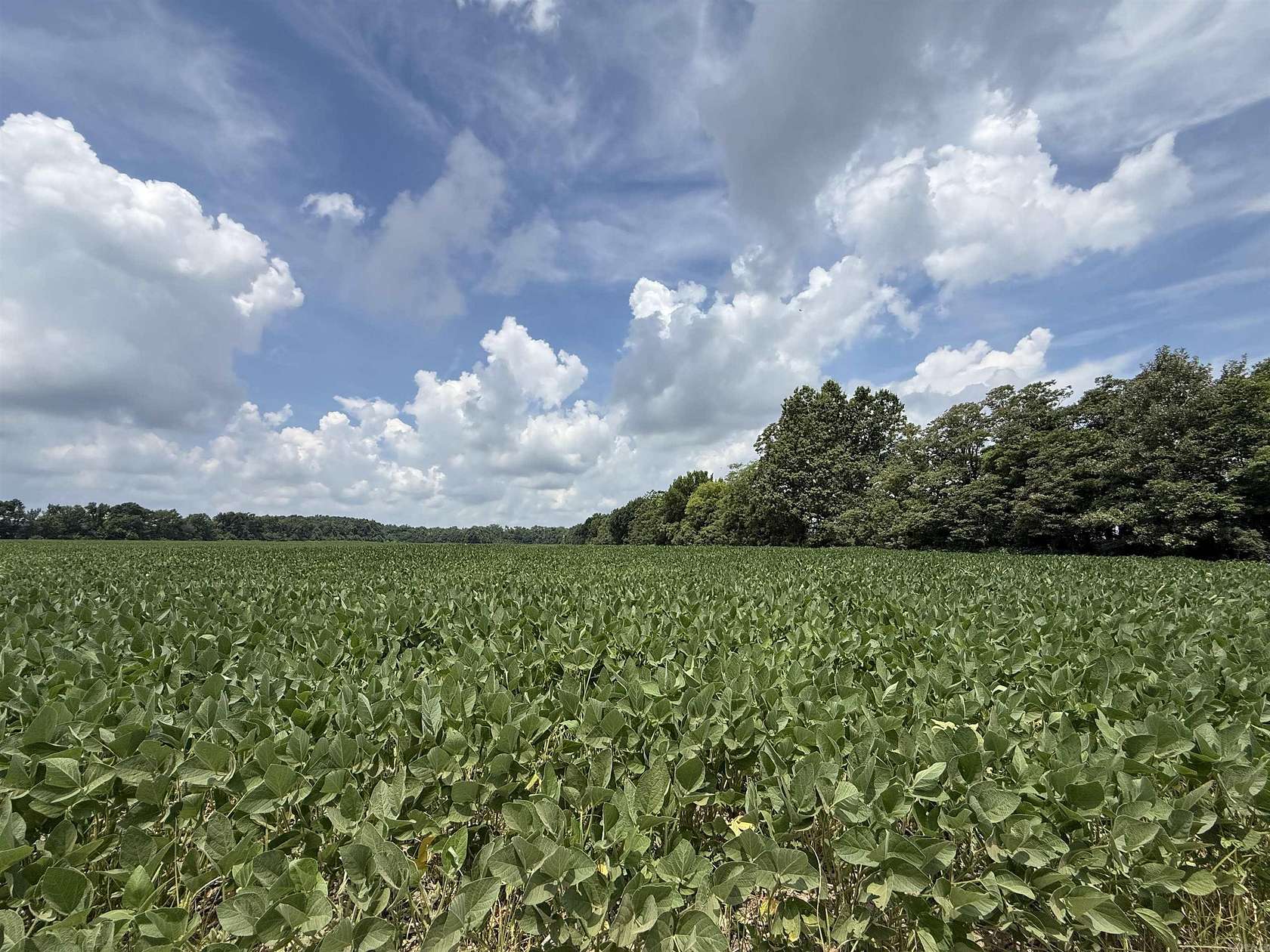 53.3 Acres of Land for Sale in Crawfordsville, Arkansas