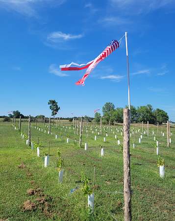 11 Acres of Land for Sale in Gordonville, Texas