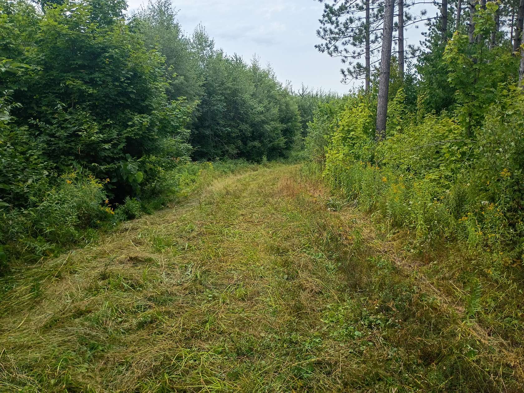280 Acres of Land for Sale in Butternut, Wisconsin