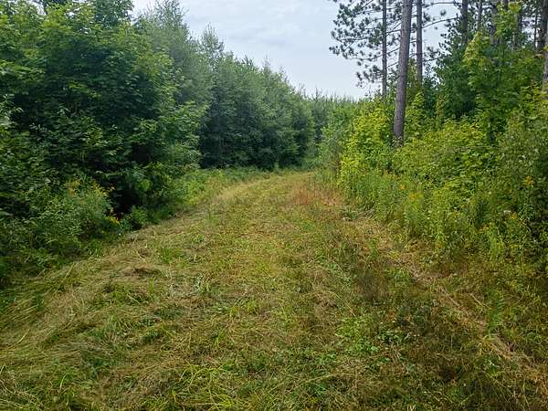 280 Acres of Land for Sale in Butternut, Wisconsin