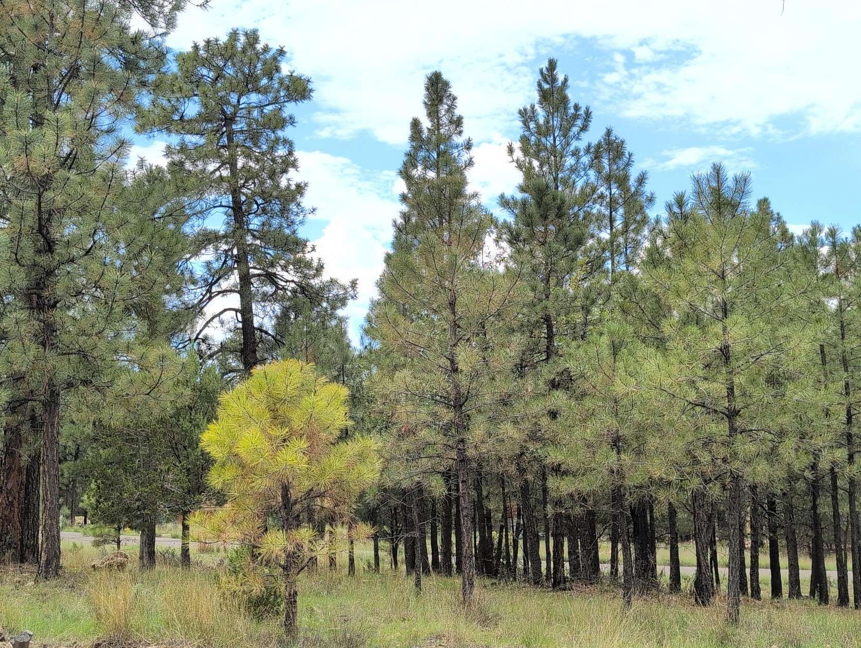 0.86 Acres of Residential Land for Sale in Happy Jack, Arizona