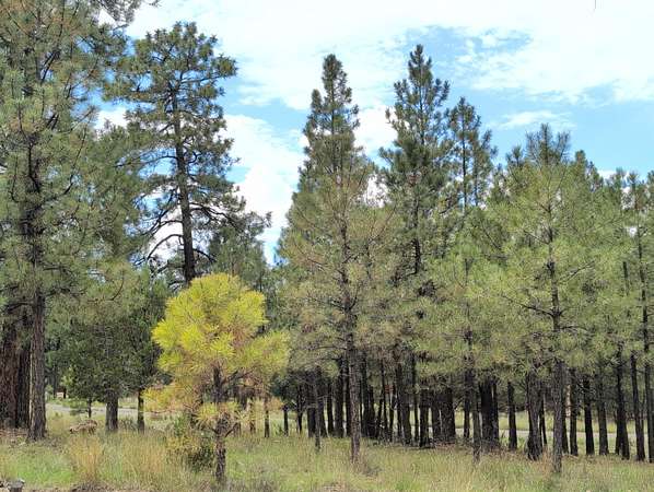 0.86 Acres of Residential Land for Sale in Happy Jack, Arizona