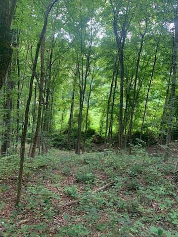 36.7 Acres of Recreational Land for Sale in Campbellsville, Kentucky