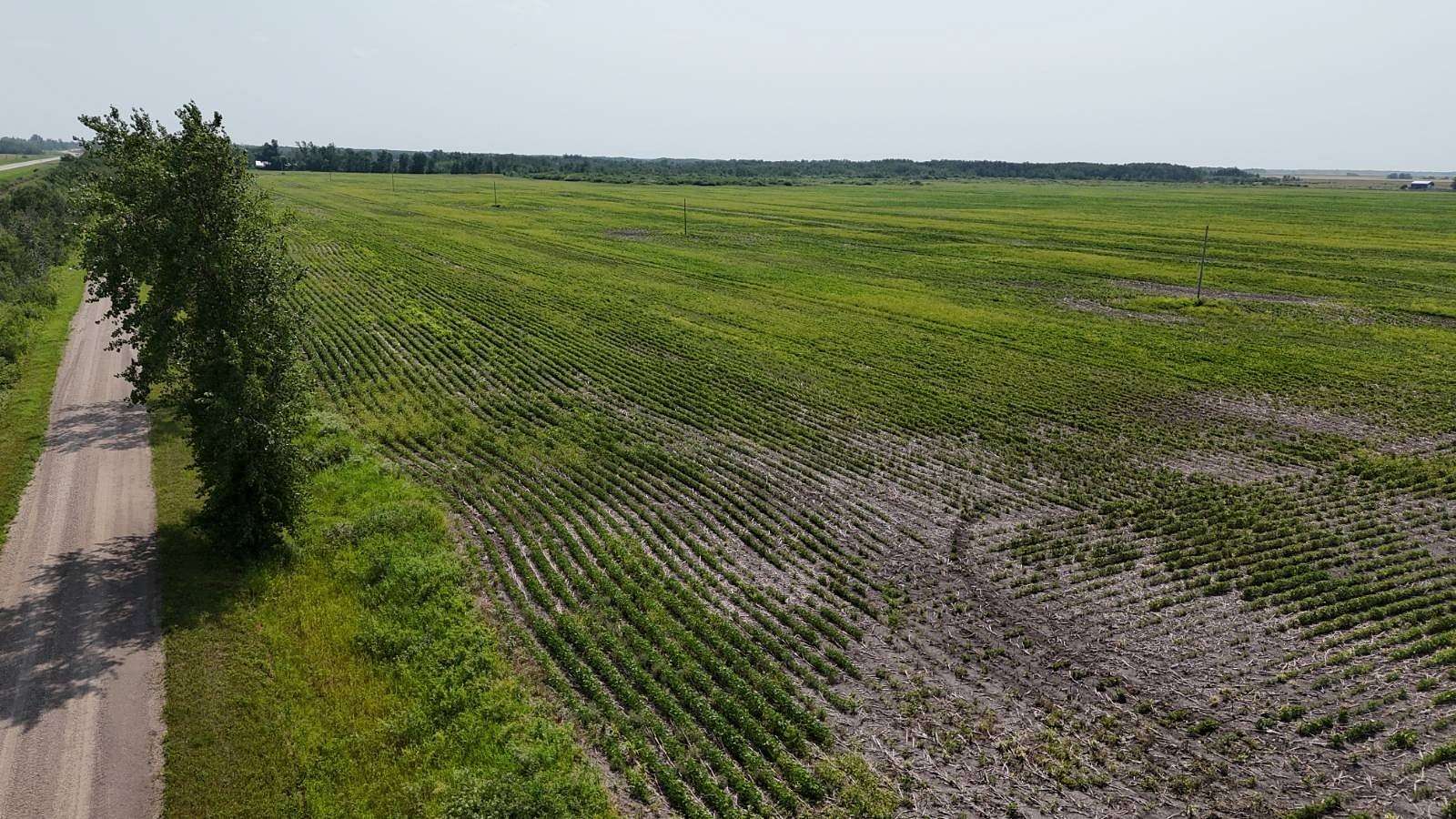 180 Acres of Agricultural Land for Sale in Holt, Minnesota