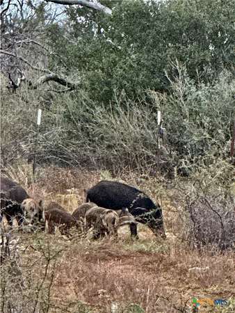 71 Acres of Recreational & Residential Land for Sale in San Saba, Texas