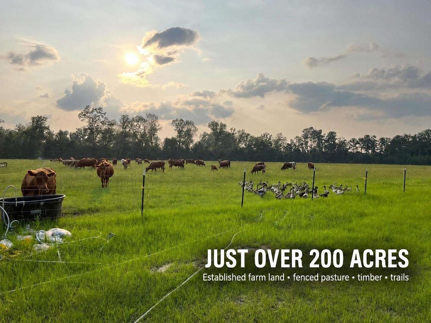 201 Acres of Land for Sale in Walterboro, South Carolina