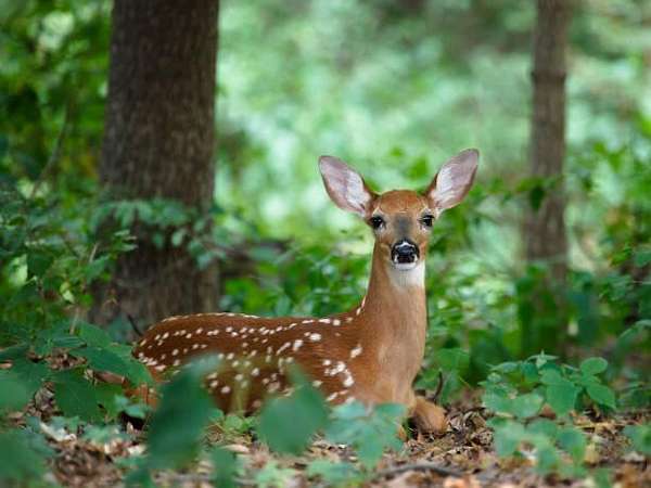 0.42 Acres of Residential Land for Sale in Bushkill, Pennsylvania