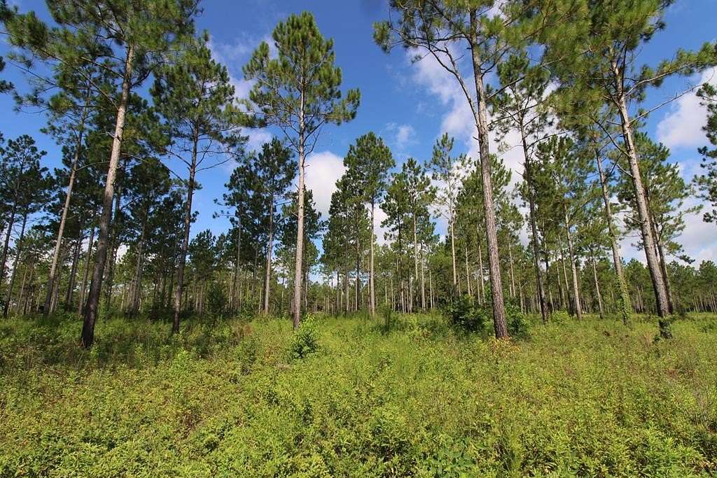 25 Acres of Recreational & Residential Land for Sale in Camilla, Georgia