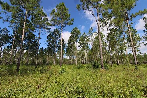 25 Acres of Recreational & Residential Land for Sale in Camilla, Georgia