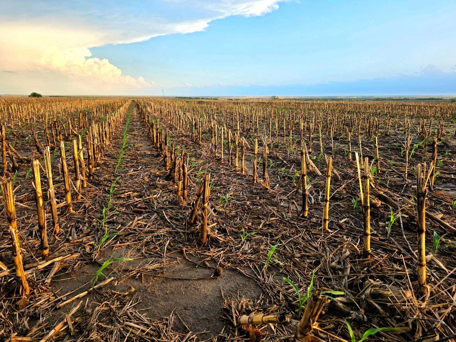 40 Acres of Land for Sale in Alton, Kansas
