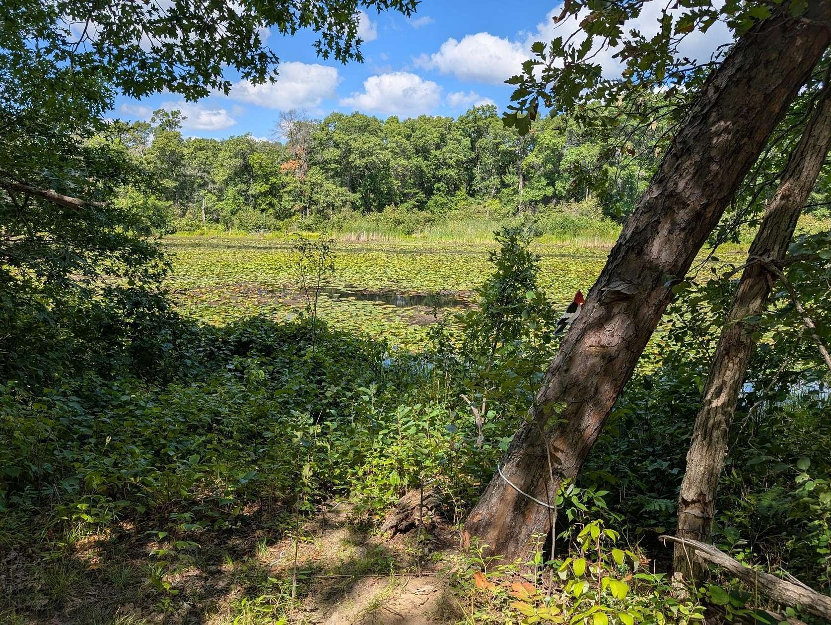 1.8 Acres of Land for Sale in Crosslake, Minnesota