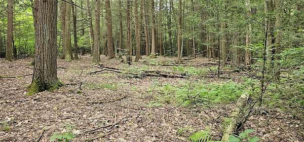 24 Acres of Recreational Land for Sale in Candor, New York